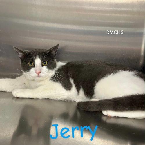 Enlarge Jerry, a Adoptable Domestic Short Hair in Burlington, IA image 2/2