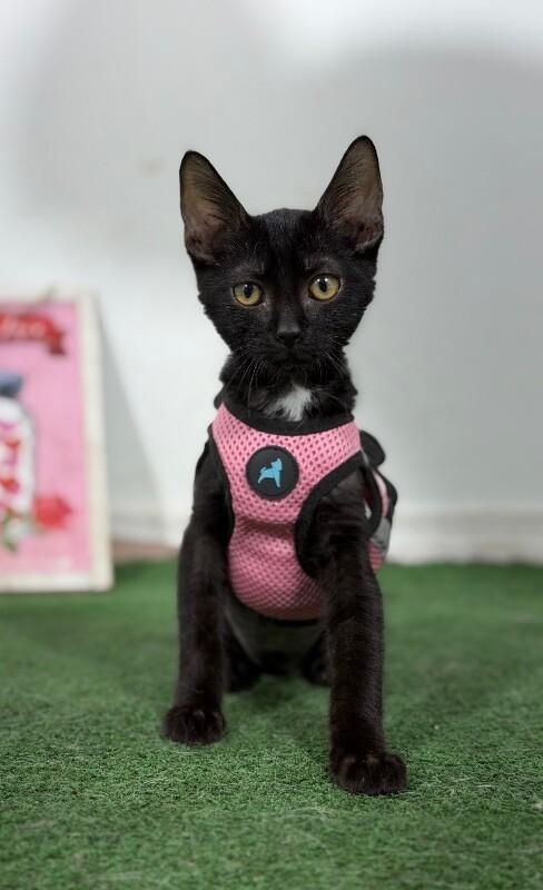 Enlarge Chardonnay-One of our Amazing Rescue Cats, a Adoptable mixed breed in Santa Clarita, CA image 1/1