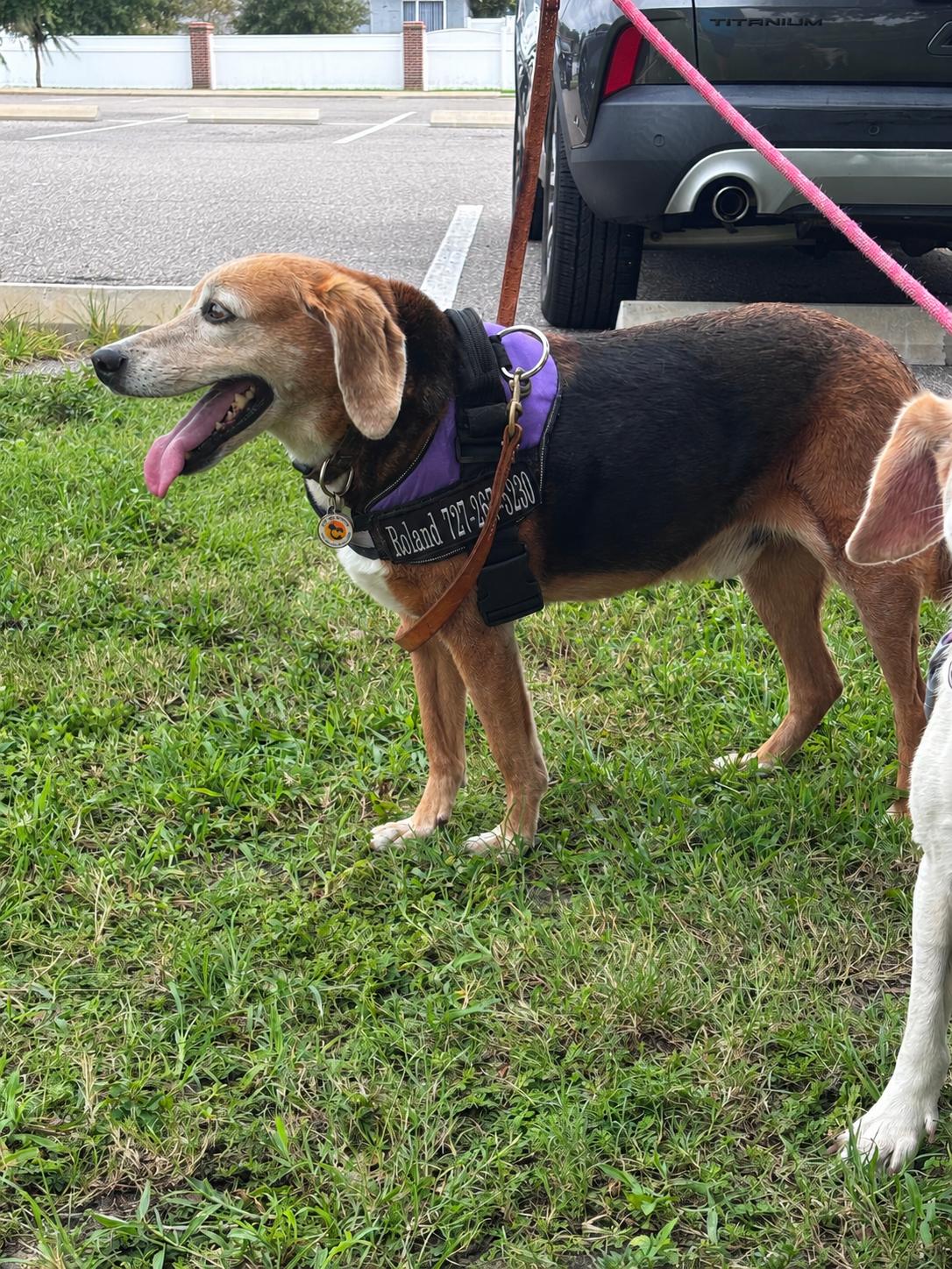 Roland, a Adoptable Beagle in Tampa, FL image 1/3