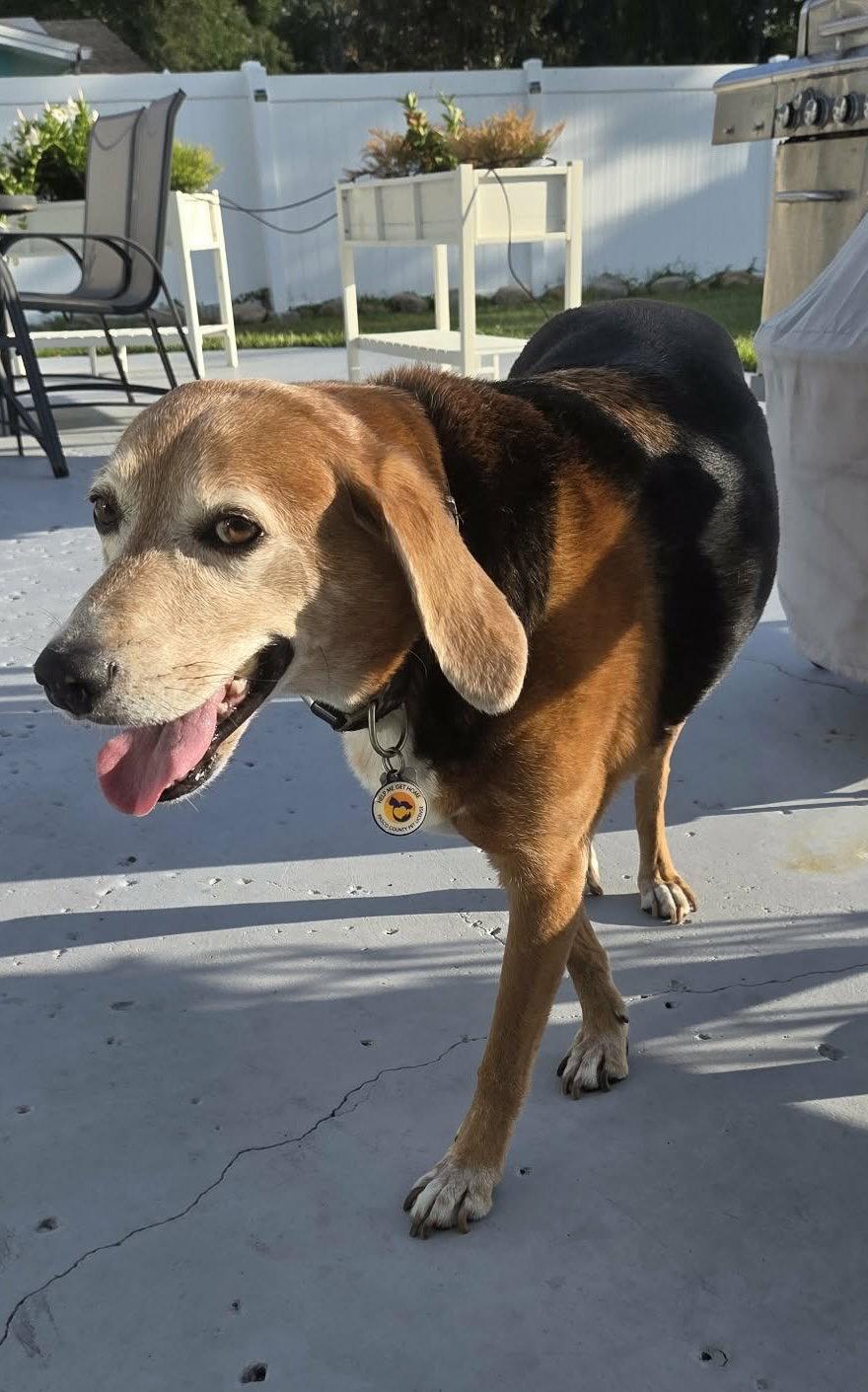 Roland, a Adoptable Beagle in Tampa, FL image 2/3