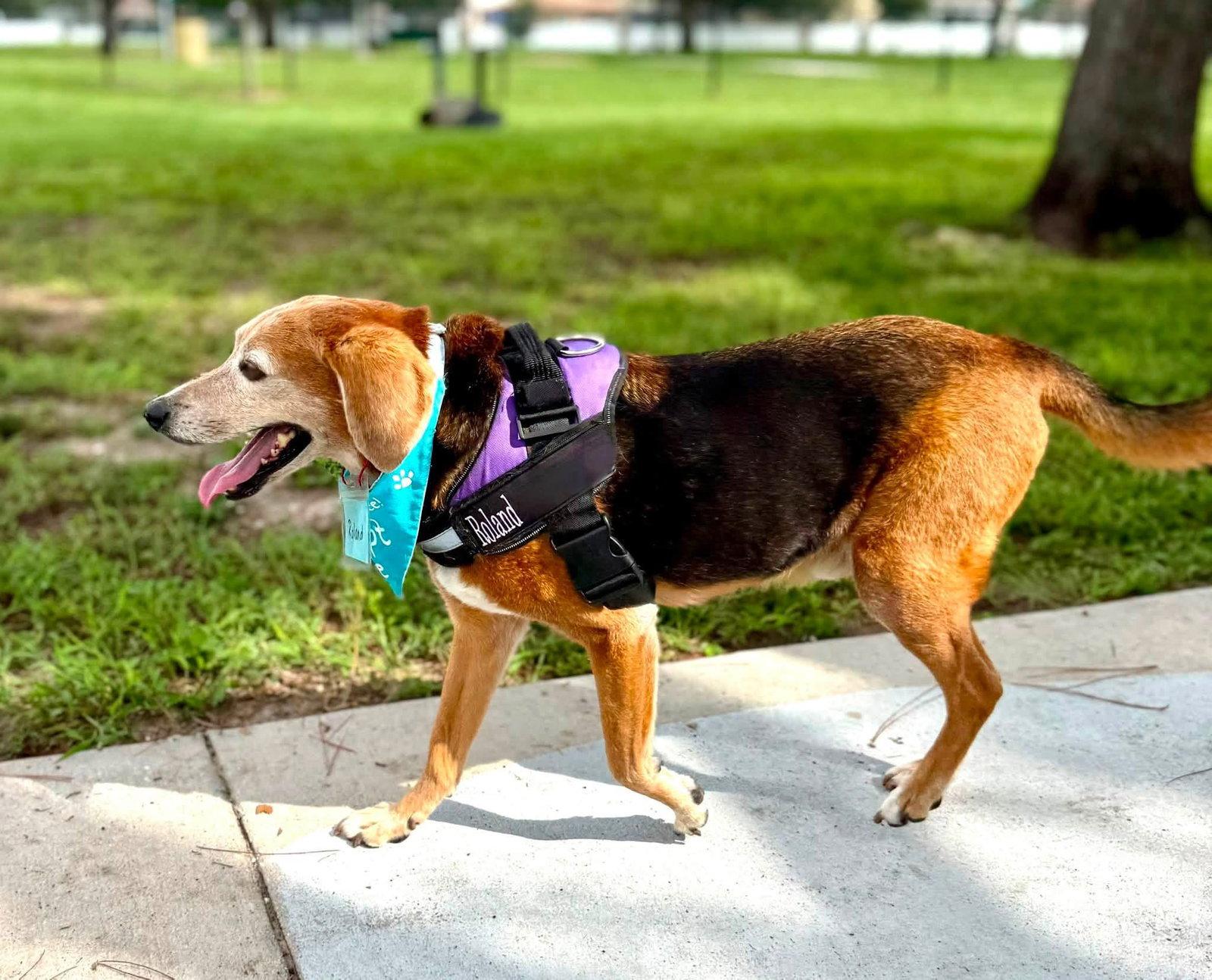 Enlarge Roland, a Adoptable Beagle in Tampa, FL image 2/3