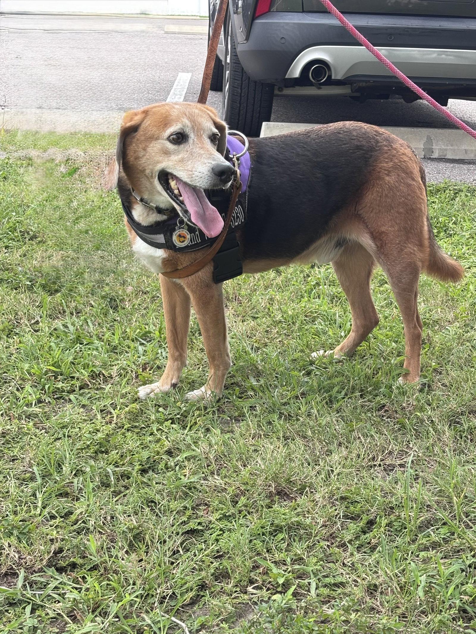Roland, a Adoptable Beagle in Tampa, FL image 3/3