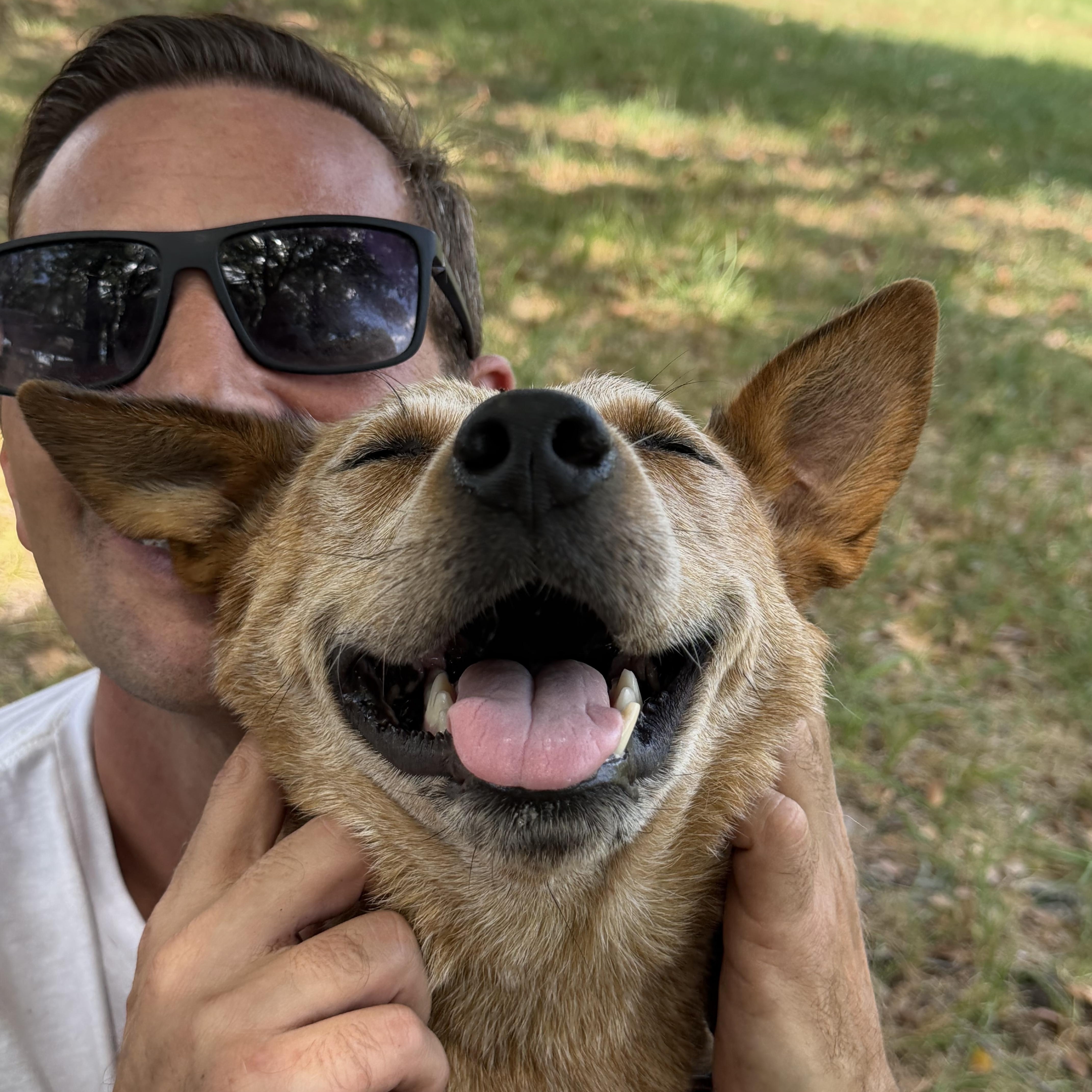 Enlarge Niner, a Adopted Australian Cattle Dog / Blue Heeler in Beaverton, OR image 1/6
