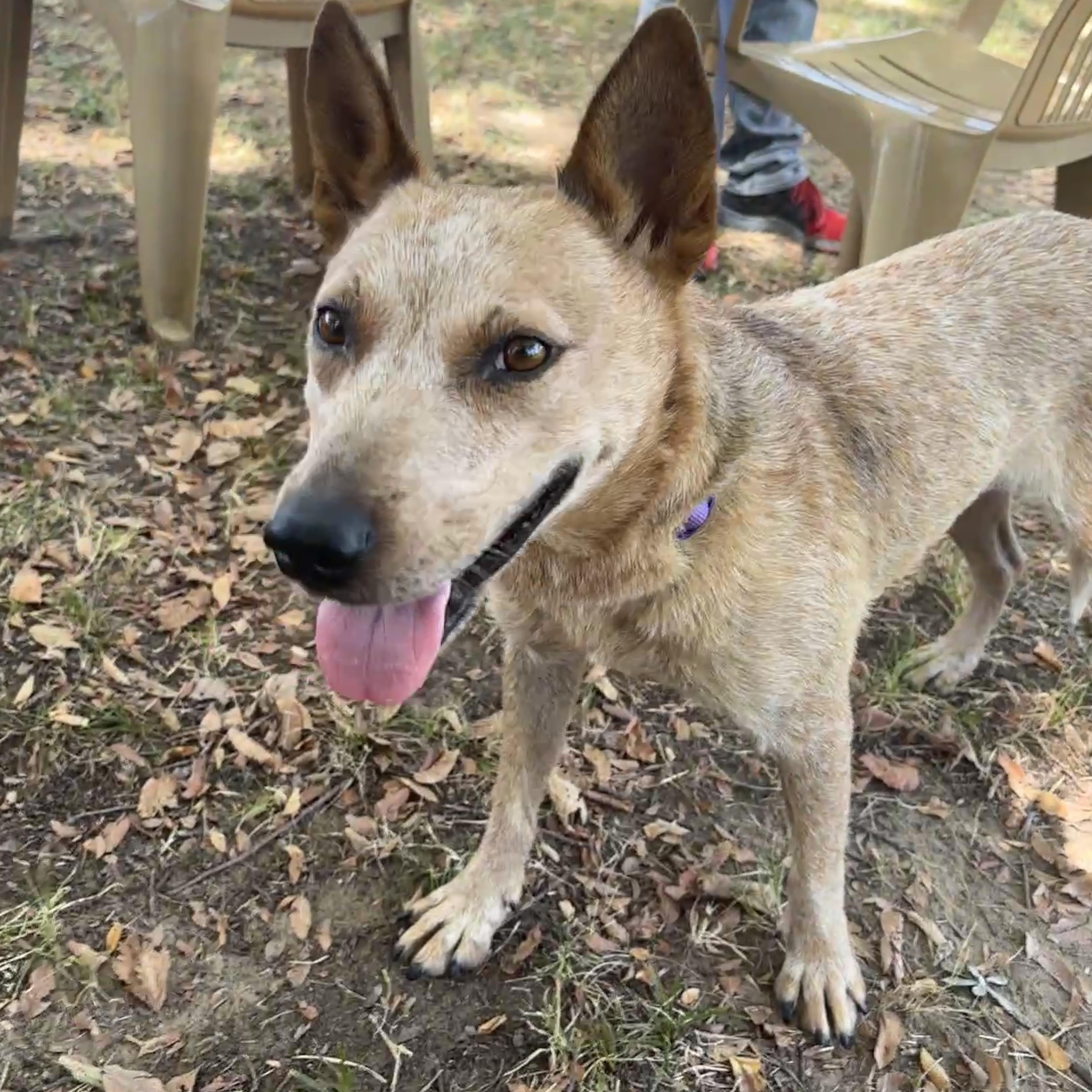 Enlarge Niner, a Adopted Australian Cattle Dog / Blue Heeler in Beaverton, OR image 2/6