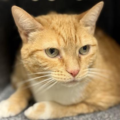 Bubby, Adoptable, Senior Female Domestic Short Hair.