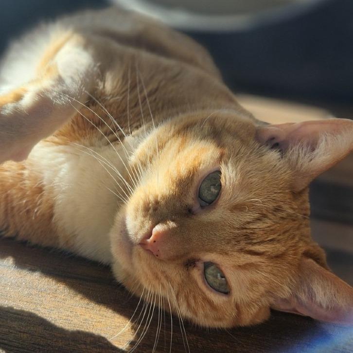 Enlarge Bubby, a Adoptable Domestic Short Hair in Reno, NV image 2/6