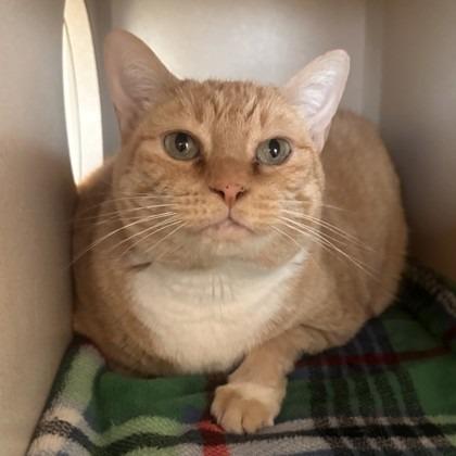 Enlarge Bubby, a Adoptable Domestic Short Hair in Reno, NV image 4/6