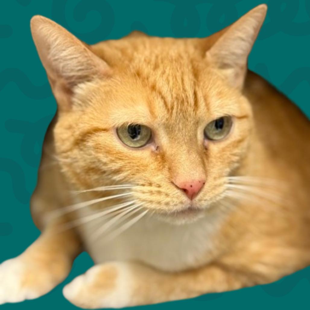 Enlarge Bubby, a Adoptable Domestic Short Hair in Reno, NV image 5/6