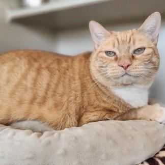 Enlarge Bubby, a Adoptable Domestic Short Hair in Reno, NV image 6/6