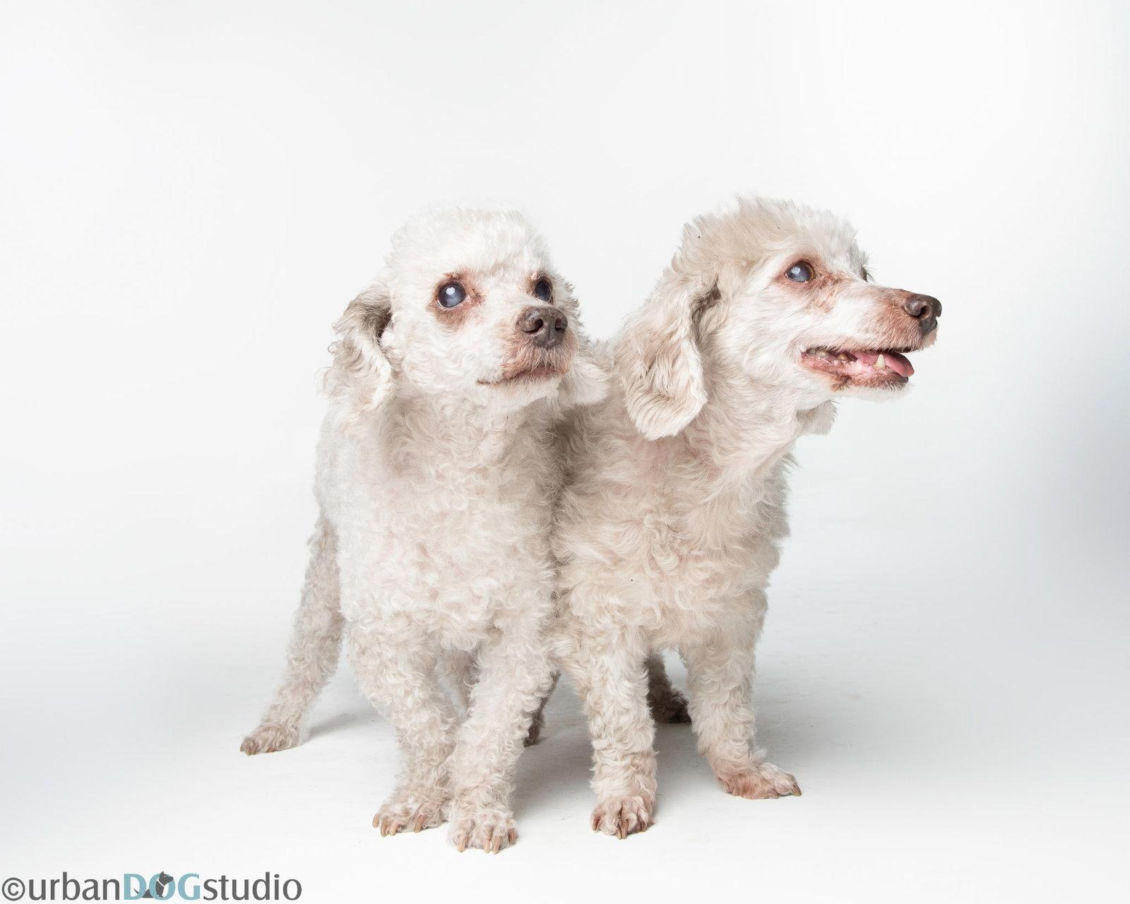Bonded Pair - Hazel & Henry, Adoptable, Senior Female Pekingese & Poodle.