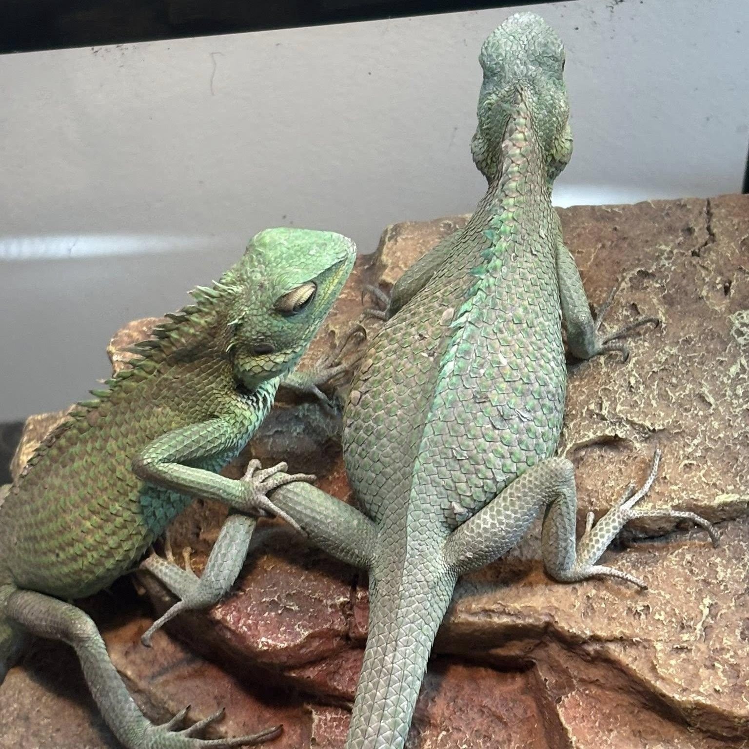 Enlarge Rogue & Mystique, an adoptable Lizard in Durham, NC image 3/3