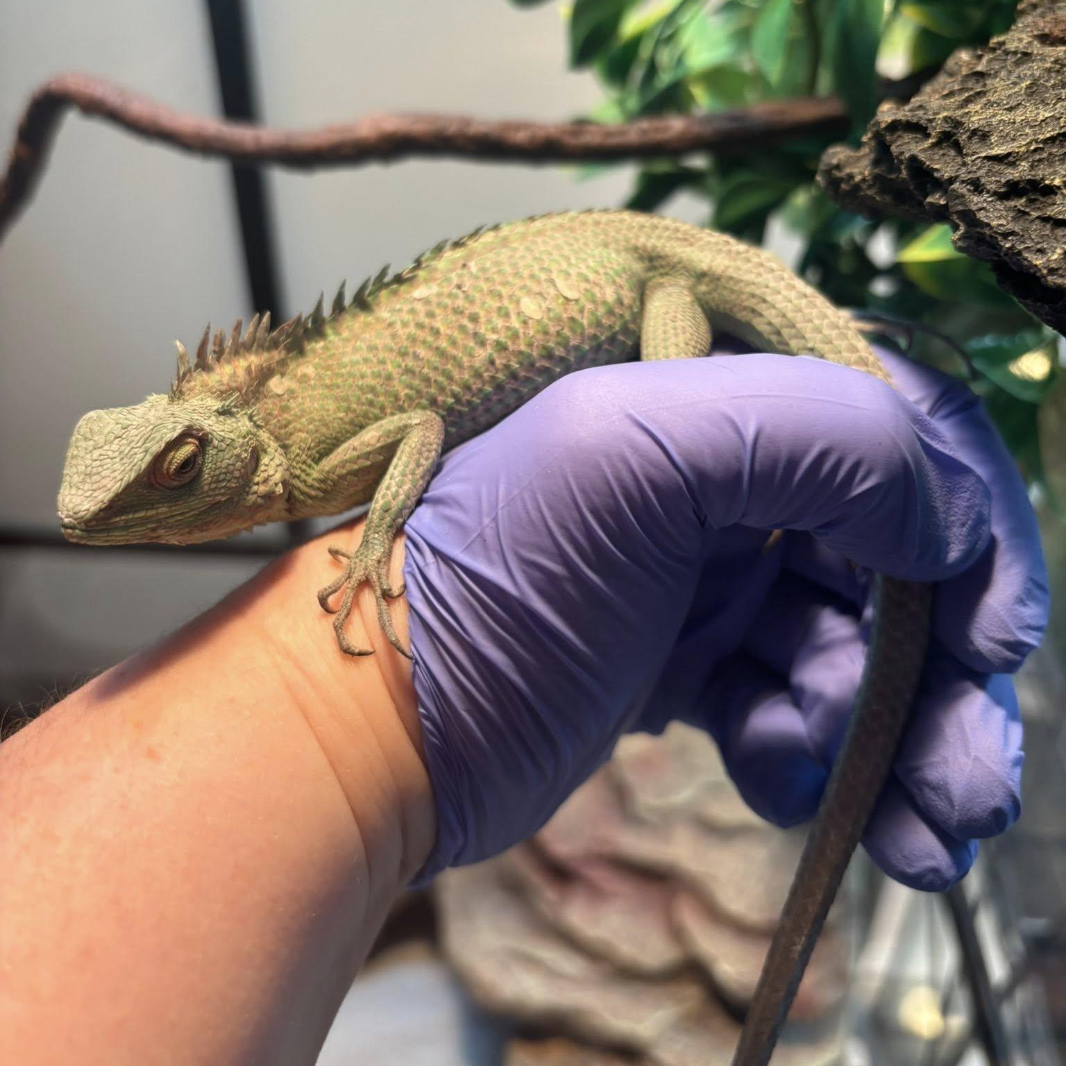 Enlarge Rogue & Mystique, an adoptable Lizard in Durham, NC image 2/3