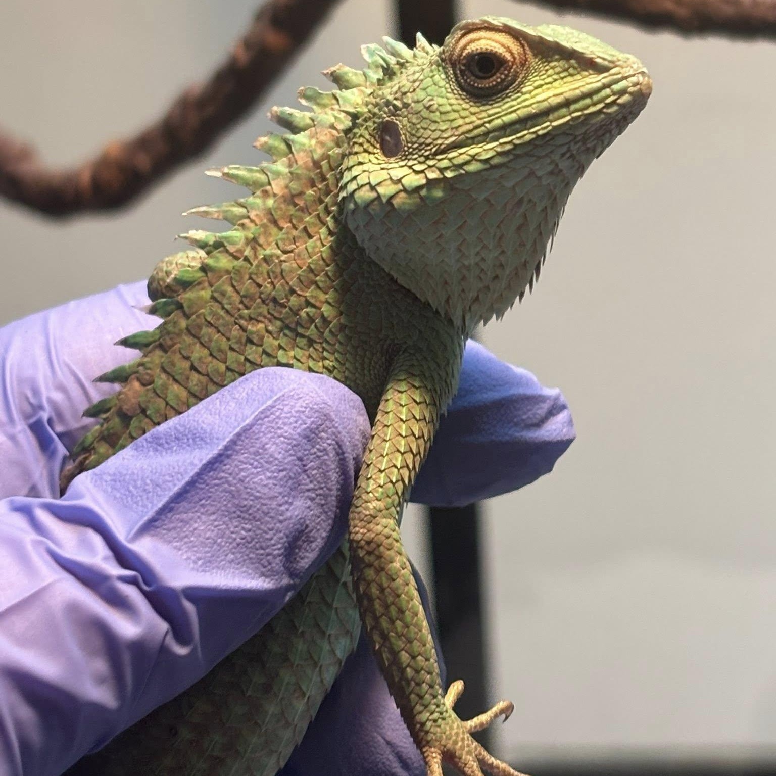 Enlarge Rogue & Mystique, an adoptable Lizard in Durham, NC image 1/3