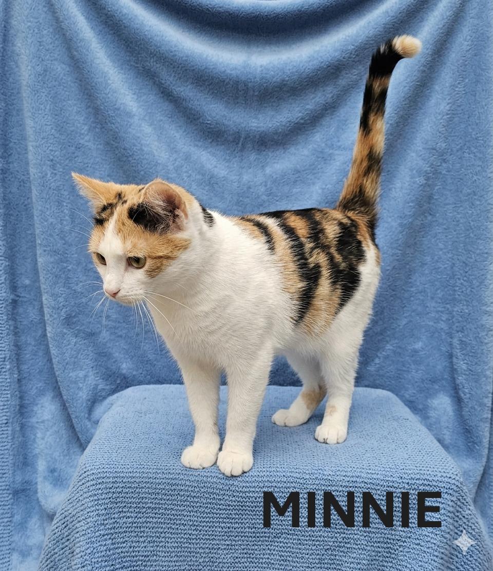 MINNIE, ADOPTABLE, Adult Female Calico.