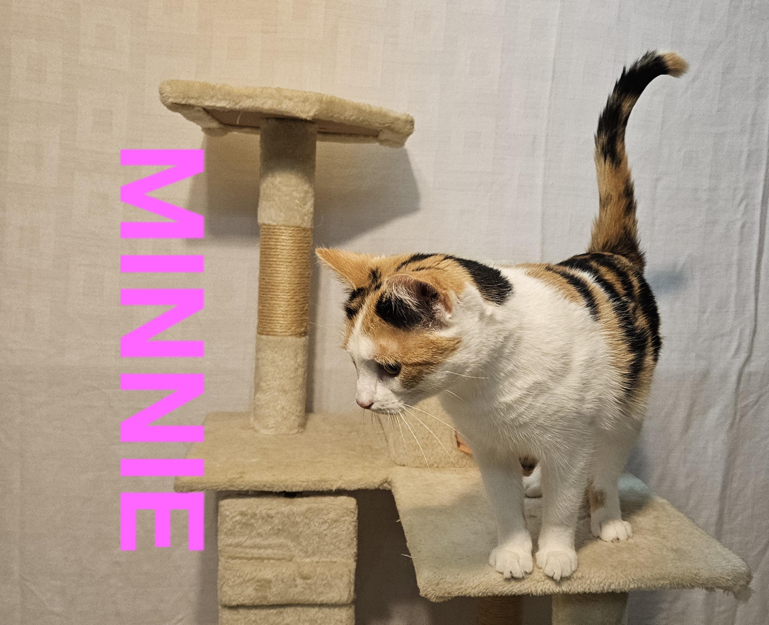 MINNIE, ADOPTABLE, Adult Female Calico.