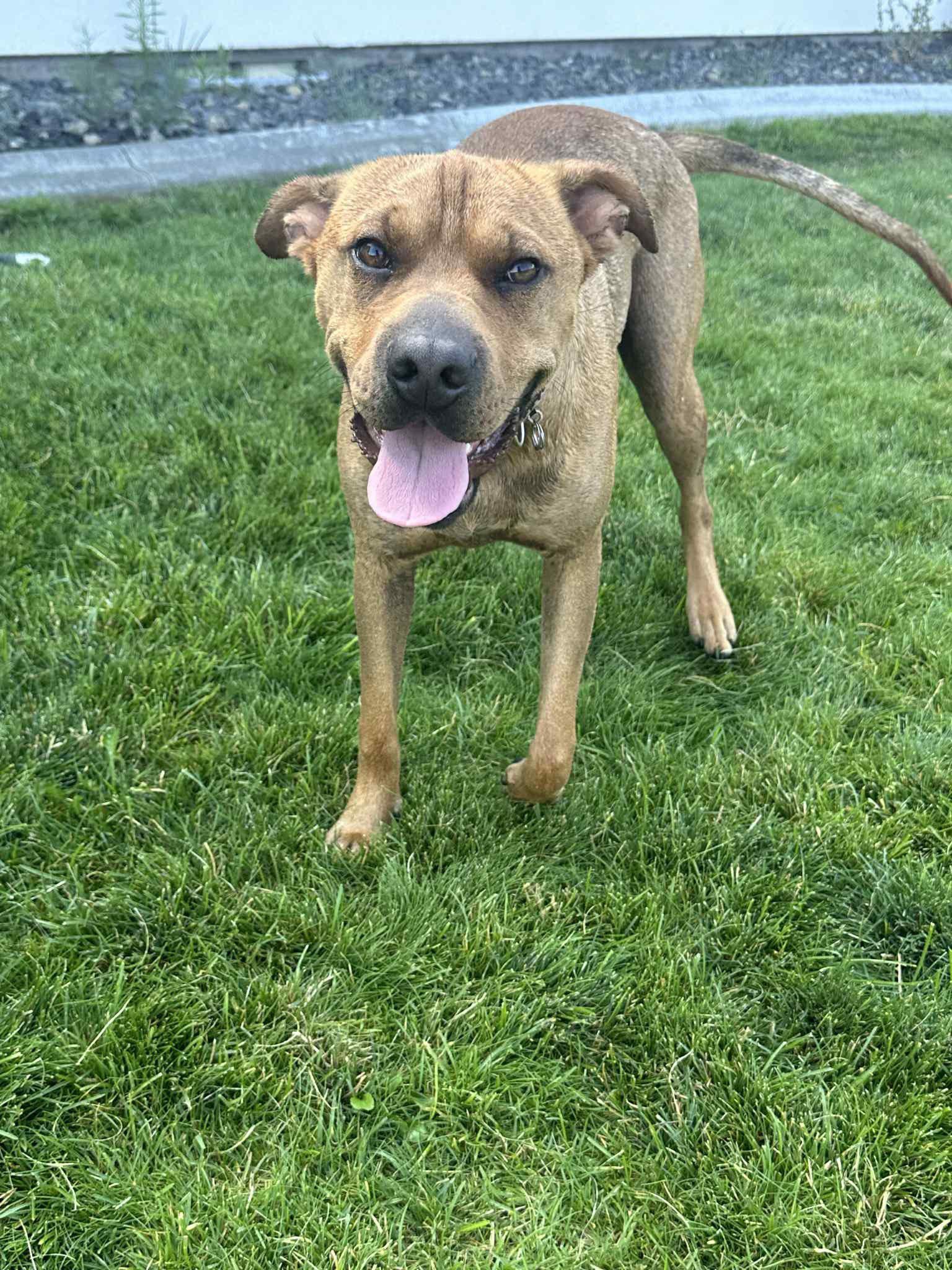 Mogwai, a Adoptable mixed breed in West Richland, WA image 2/3