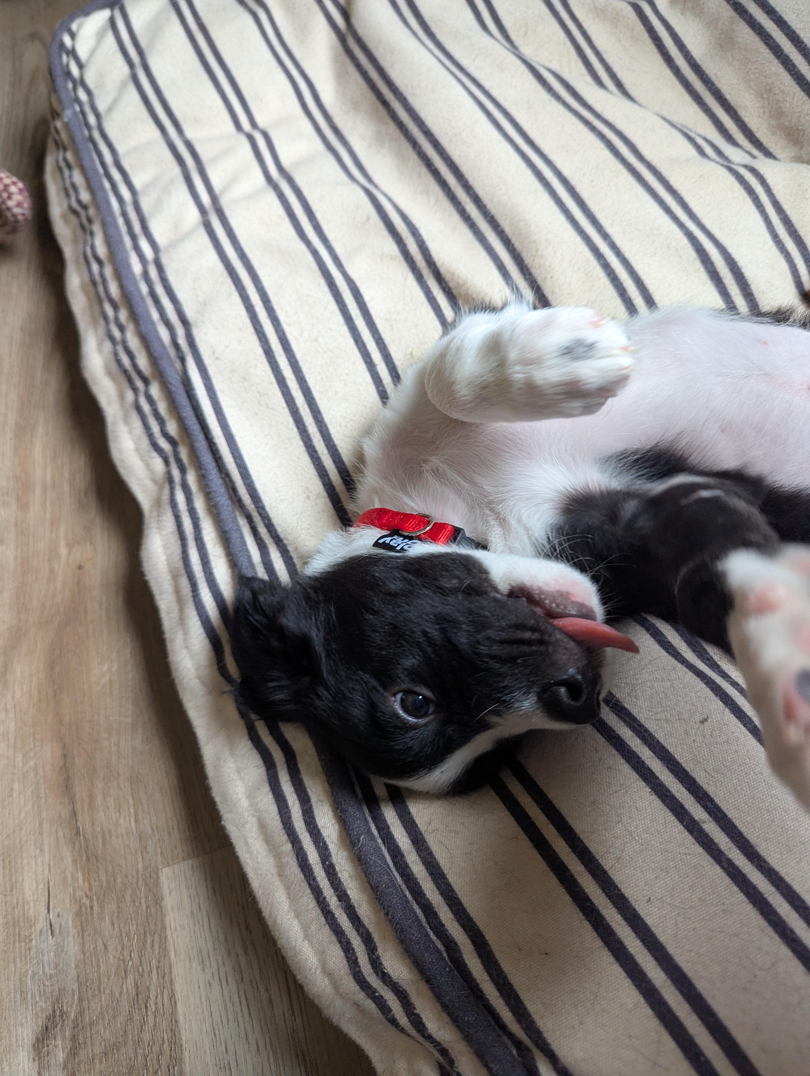 Enlarge Oreo, an adopted mixed breed in CHURCHVILLE, NY image 3/5