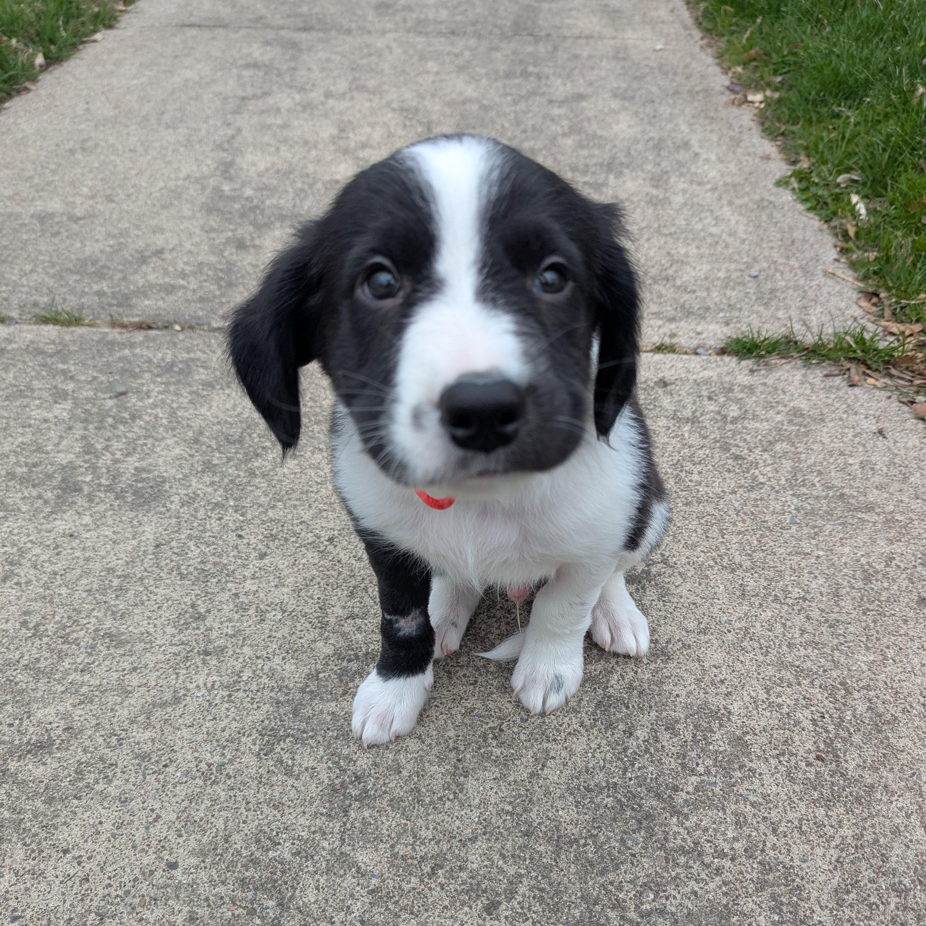 Oreo, adopted, Puppy Male Border Collie.