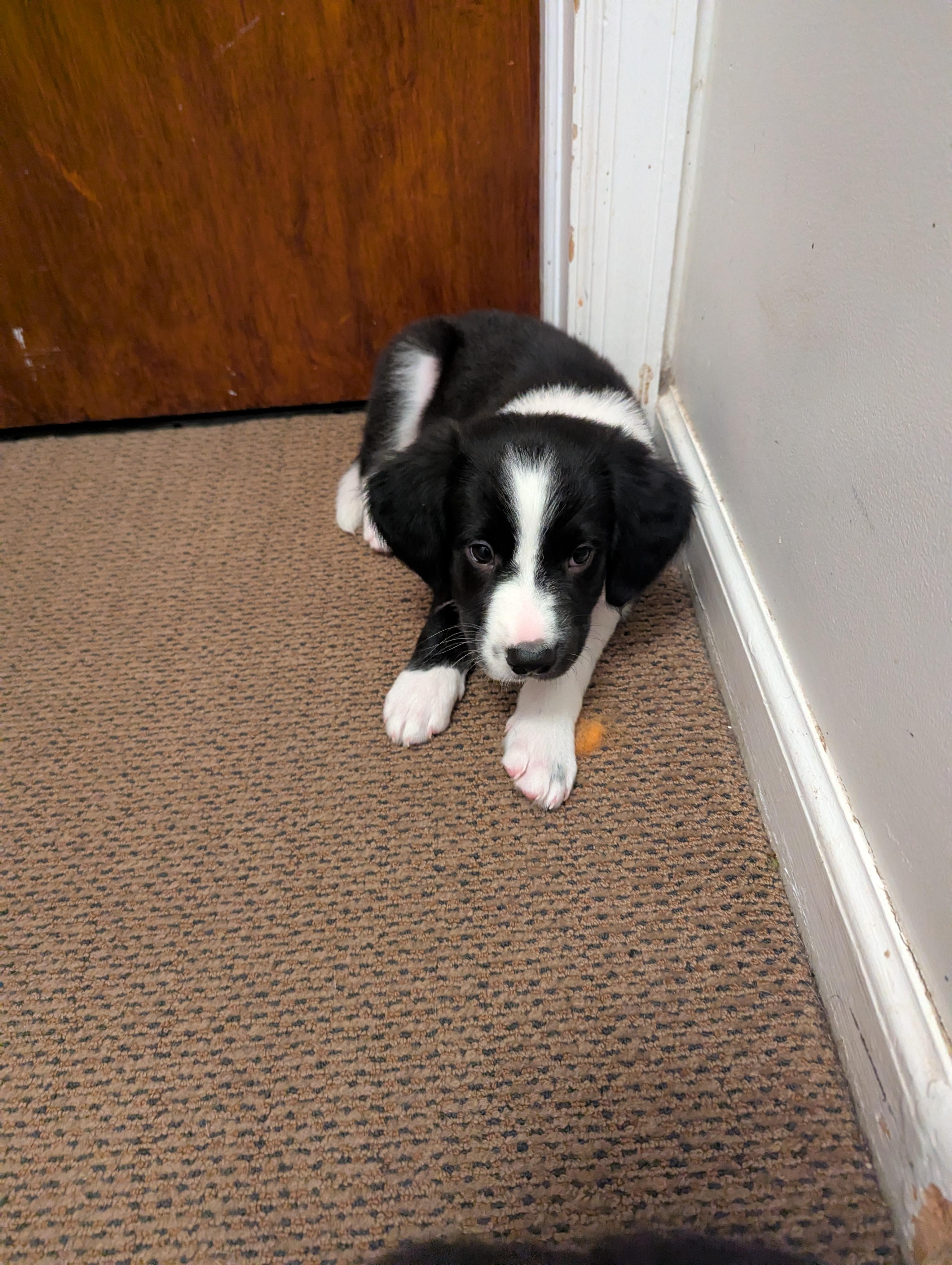 Enlarge Oreo, an adopted mixed breed in CHURCHVILLE, NY image 4/5