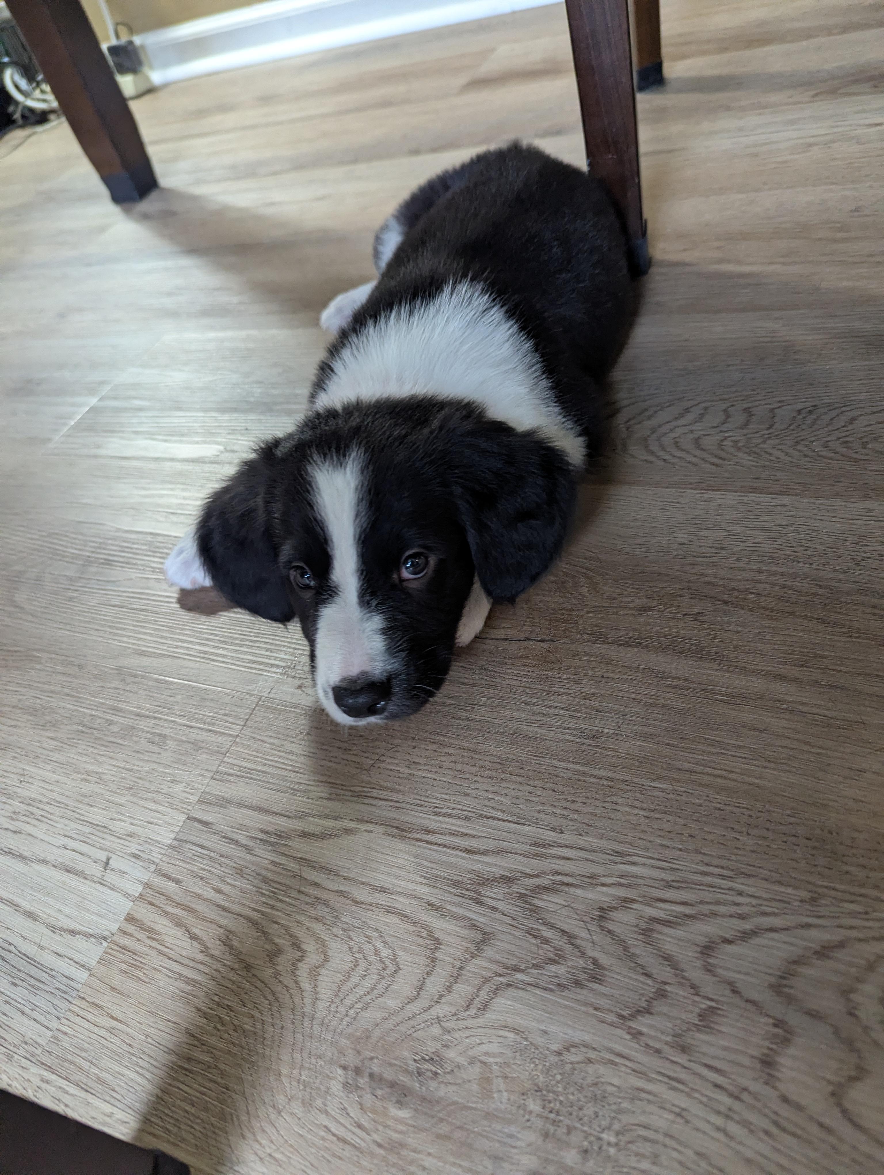 Enlarge Oreo, an adopted mixed breed in CHURCHVILLE, NY image 5/5