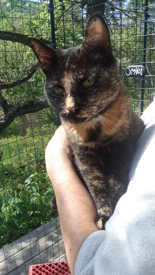 Starshine, a Adoptable Domestic Short Hair in Millerton, PA image 3/6