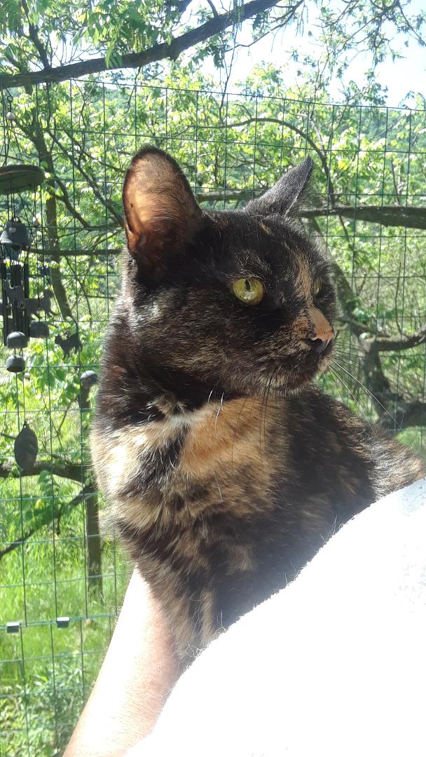 Starshine, a Adoptable Domestic Short Hair in Millerton, PA image 4/6