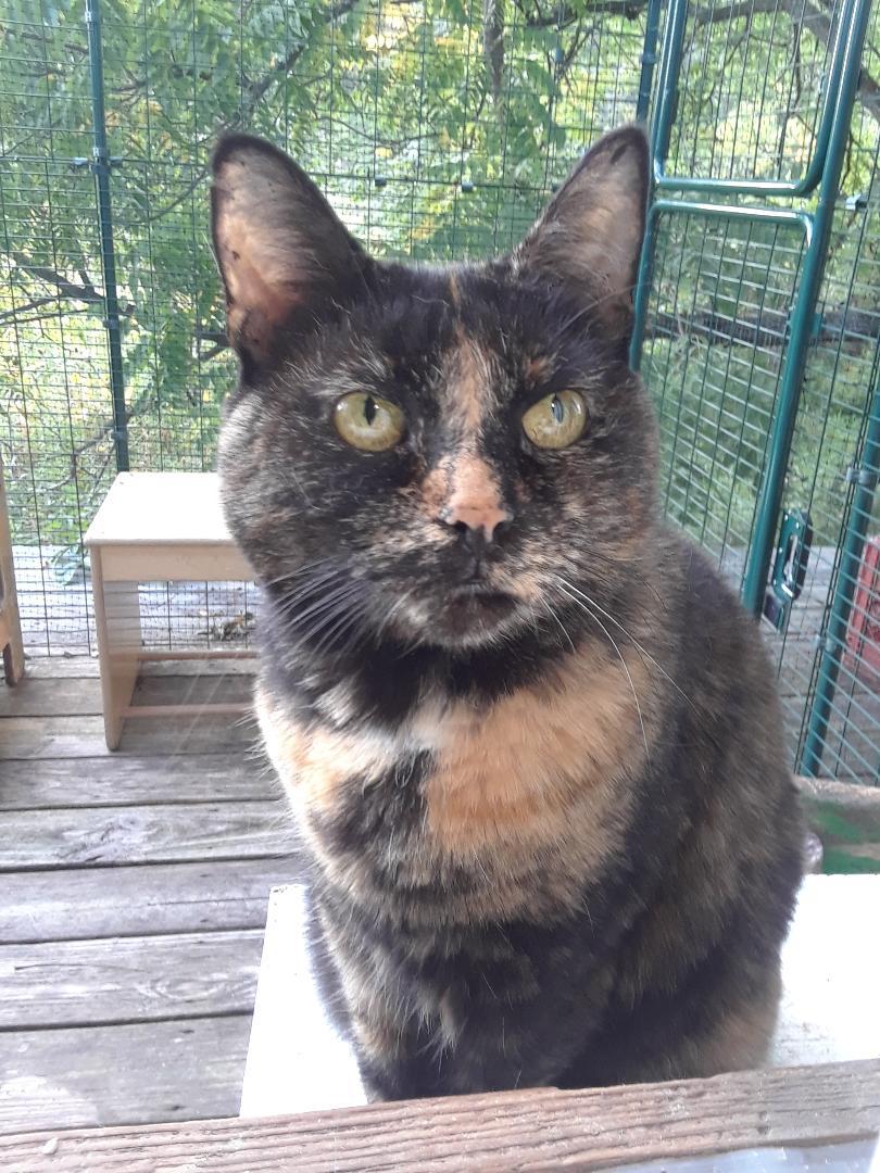 Starshine, a Adoptable Domestic Short Hair in Millerton, PA image 1/6