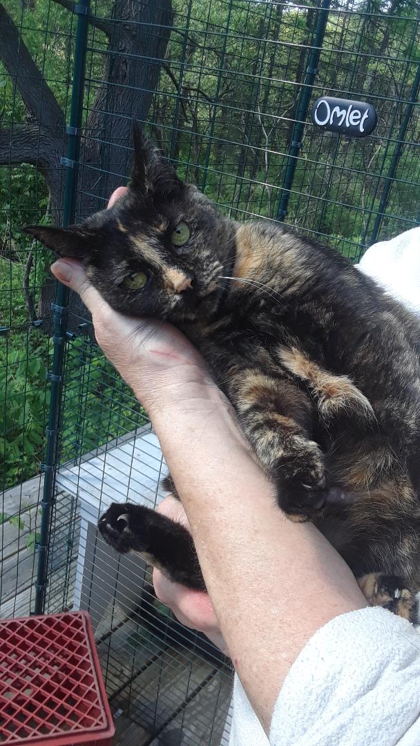 Starshine, Adoptable, Adult Female Domestic Short Hair.