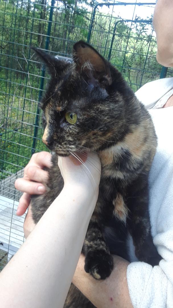 Starshine, a Adoptable Domestic Short Hair in Millerton, PA image 6/6