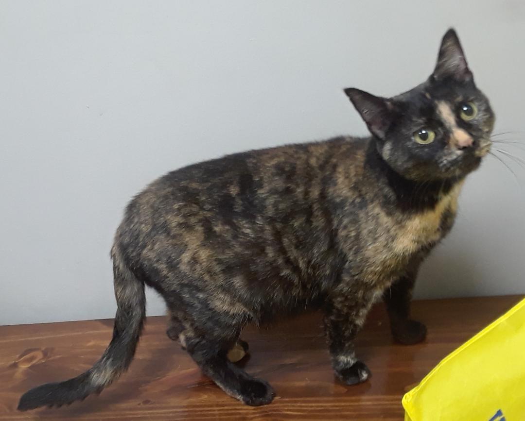 Starshine, a Adoptable Domestic Short Hair in Millerton, PA image 5/6