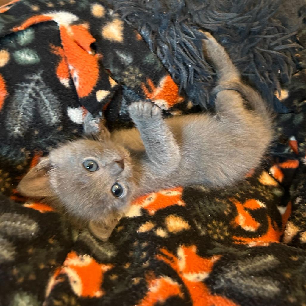 Allspice, a Adoptable Domestic Short Hair in Waynesville, NC image 3/6