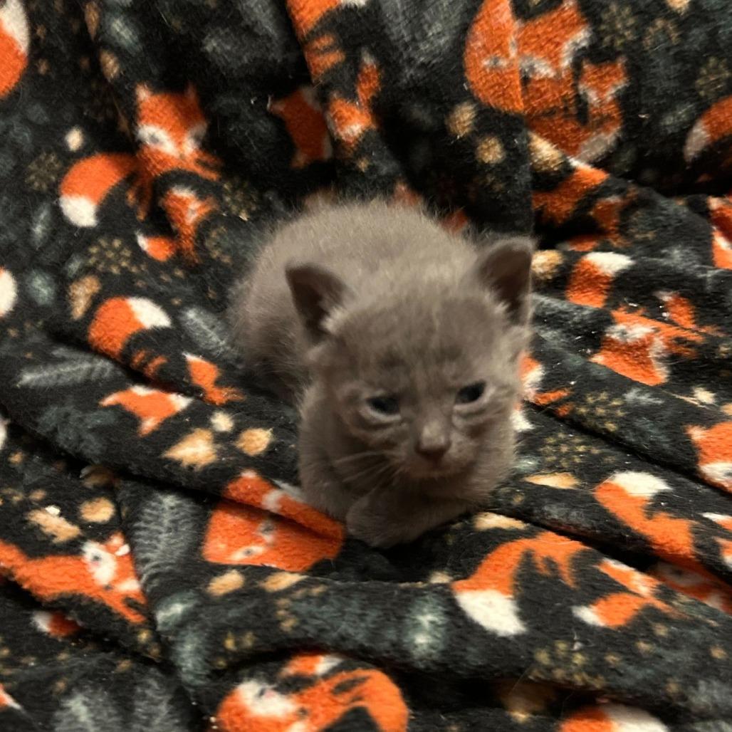 Allspice, a Adoptable Domestic Short Hair in Waynesville, NC image 6/6