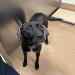 Enlarge Tahoe, a ADOPTABLE mixed breed in Allen, TX image 3/3