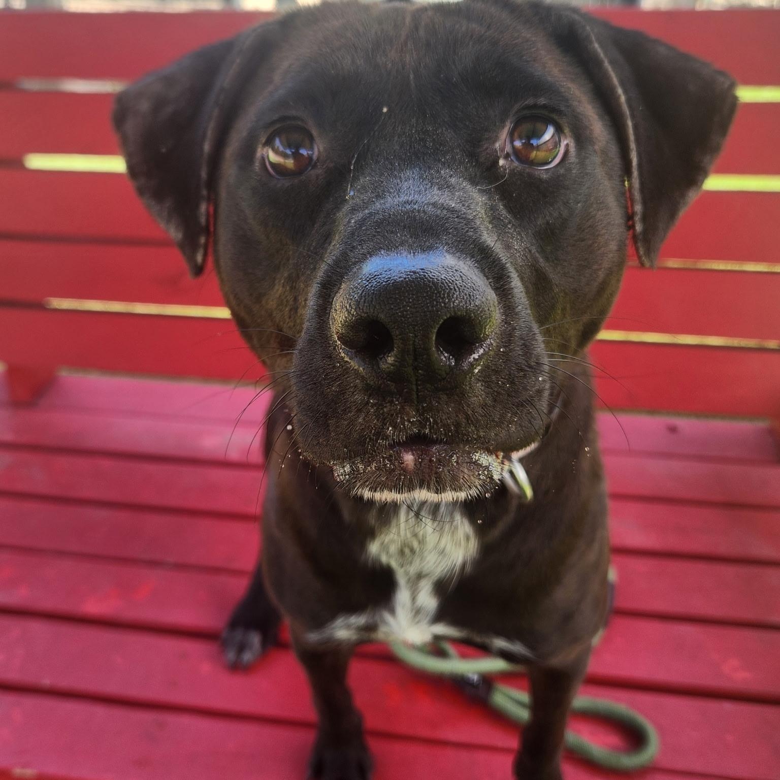 Enlarge Tahoe, a ADOPTABLE mixed breed in Allen, TX image 2/3