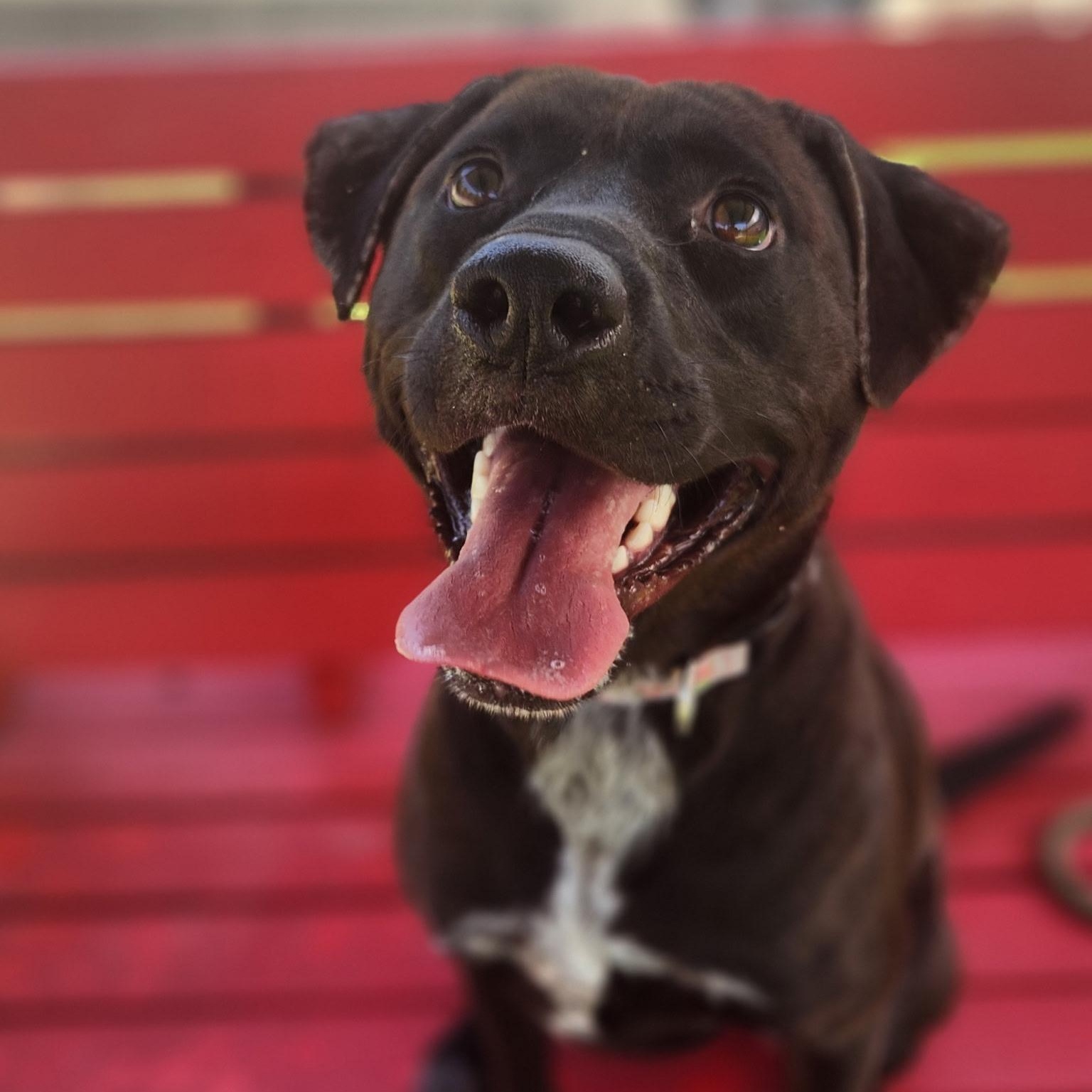 Enlarge Tahoe, a ADOPTABLE mixed breed in Allen, TX image 1/3