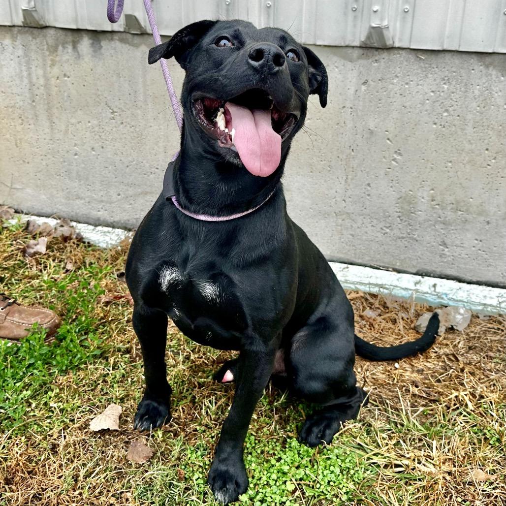Enlarge Boss Hogg, a Adoptable Mixed Breed in Warrensburg, MO image 1/2