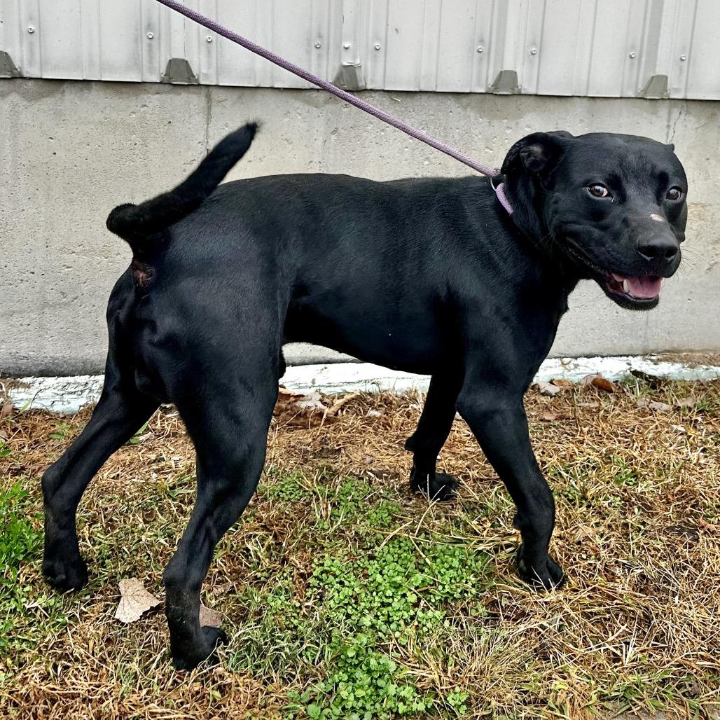 Enlarge Boss Hogg, a Adoptable Mixed Breed in Warrensburg, MO image 2/2