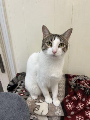 Enlarge Chester, a Adoptable Domestic Short Hair in Baton Rouge, LA image 1/1