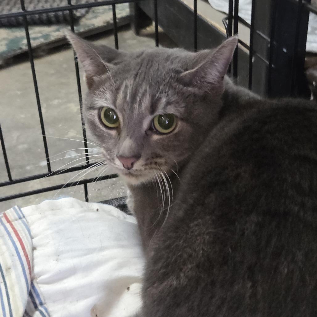 Enlarge Aries, a Adoptable Domestic Short Hair in Branson, MO image 1/6