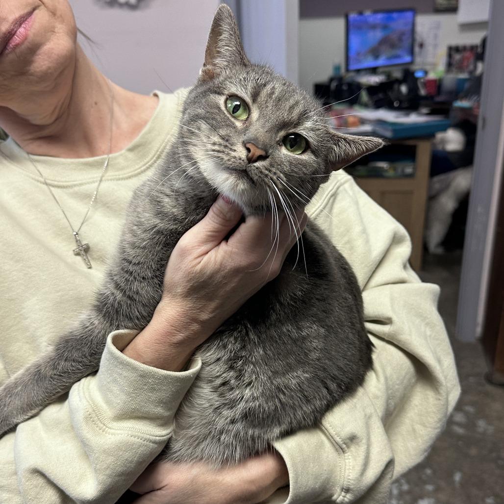 Enlarge Aries, a Adoptable Domestic Short Hair in Branson, MO image 2/6