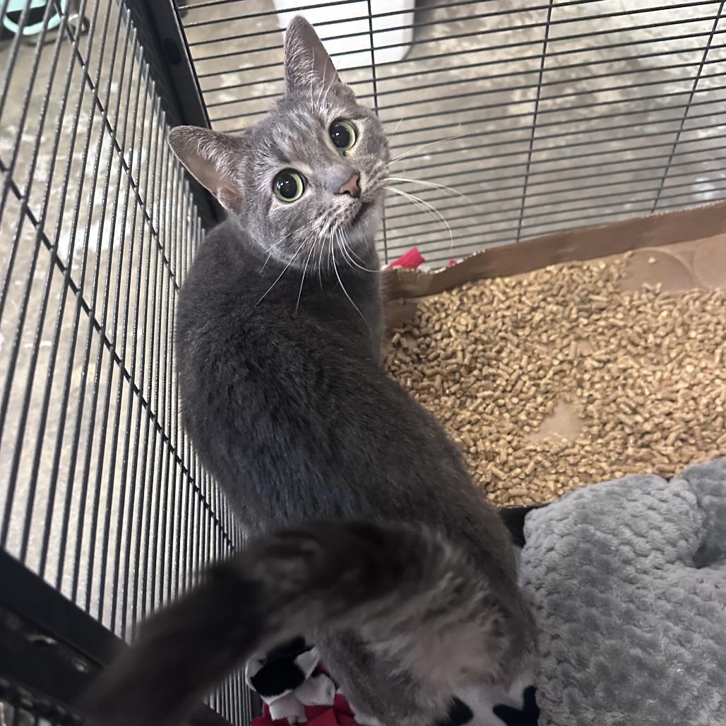 Enlarge Aries, a Adoptable Domestic Short Hair in Branson, MO image 3/6