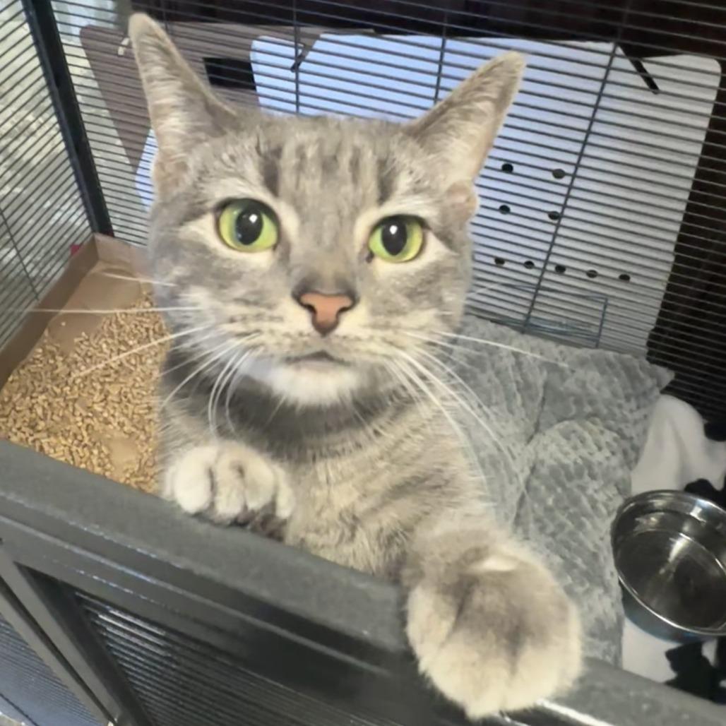 Enlarge Aries, a Adoptable Domestic Short Hair in Branson, MO image 4/6