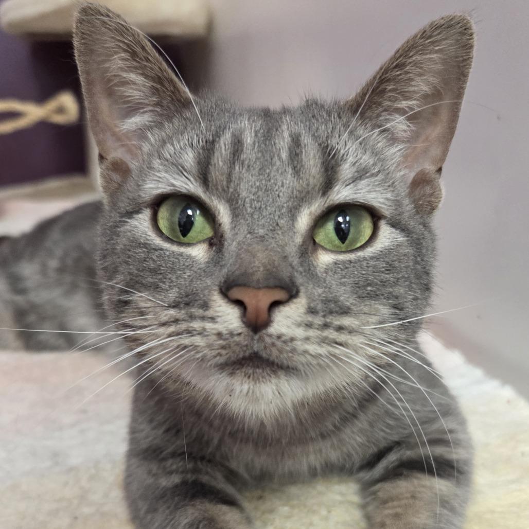 Enlarge Aries, a Adoptable Domestic Short Hair in Branson, MO image 5/6