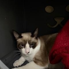 Enlarge KUROMI, a Adoptable mixed breed in Mckinleyville, CA image 1/1