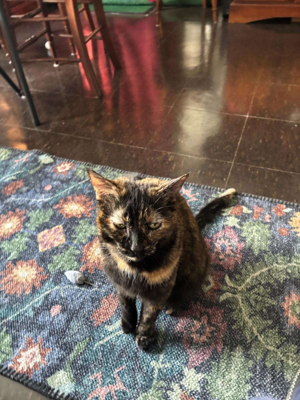 Enlarge Goldilocks, a ADOPTABLE Domestic Short Hair in Melrose, MA image 2/5