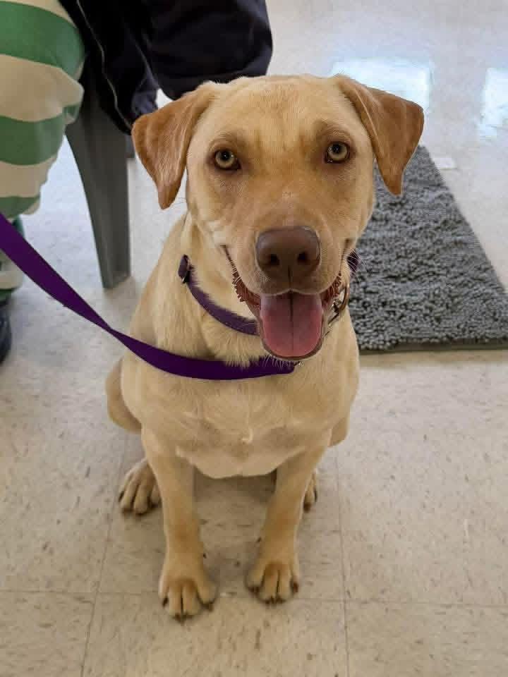 Enlarge Doobie, a Adoptable mixed breed in South Amboy, NJ image 1/2