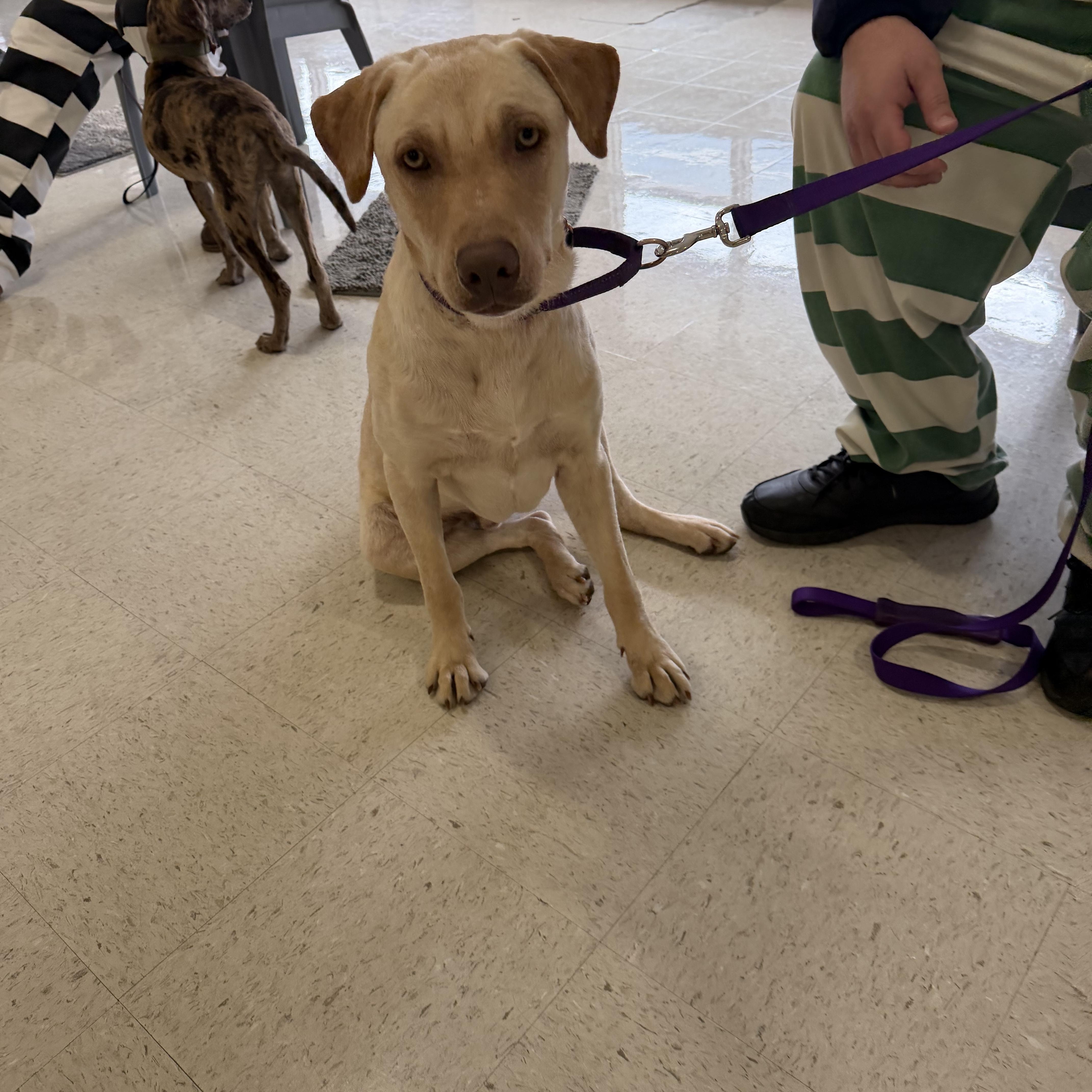 Enlarge Doobie, a Adoptable mixed breed in South Amboy, NJ image 2/2