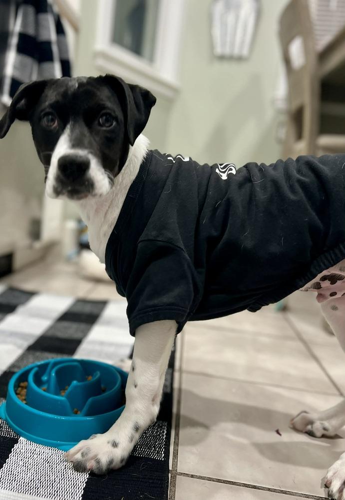 Alfie, Adoptable, Puppy Male Brittany Spaniel.