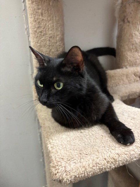Layla, a Adopted Domestic Short Hair in Fayetteville, GA image 1/3
