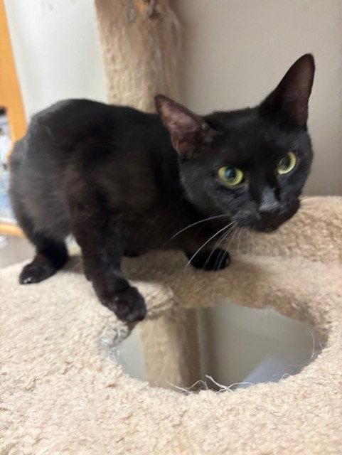 Layla, a Adopted Domestic Short Hair in Fayetteville, GA image 2/3